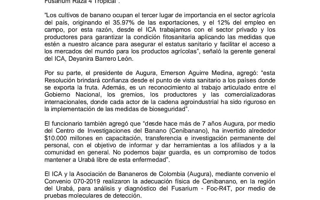 ICA declara a Urabá como zona libre de Fusarium Raza 4 Tropical.