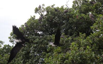 Necoclí, un paraíso para recorrer en Urabá.