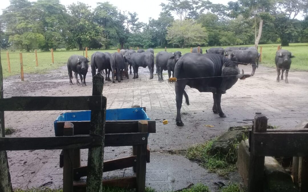Colombia, país donde se seleccionan búfalos genéticamente superiores para la producción de carnes