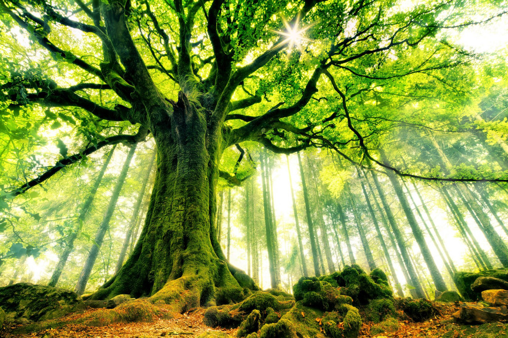 En Abril, mes del árbol, descubre cuál te pertenece según tu fecha de nacimiento.